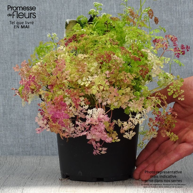 Spécimen de Cerfeuil commun en plants - Anthriscus cerefolium - Pot de 1.5L/2L tel que livré au printemps