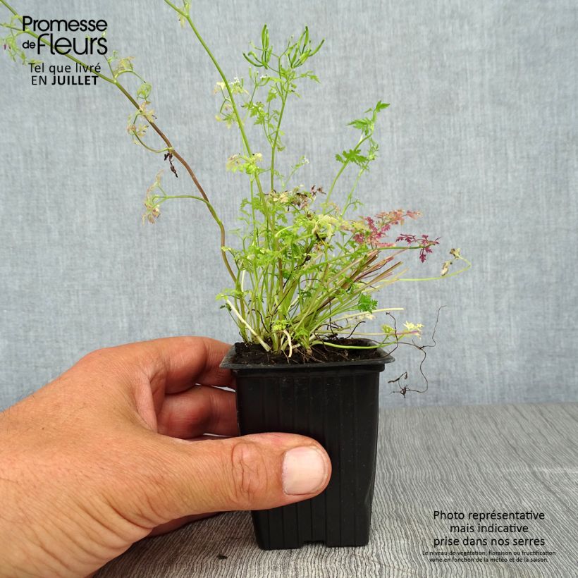 Spécimen de Cerfeuil commun en plants - Anthriscus cerefolium Godet de 7/8 cm tel que livré en été