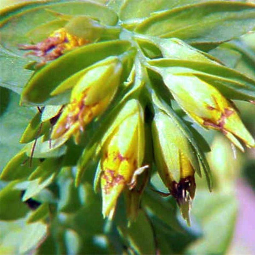 Cerinthe glabra - Cérinthe glabre (Floraison)