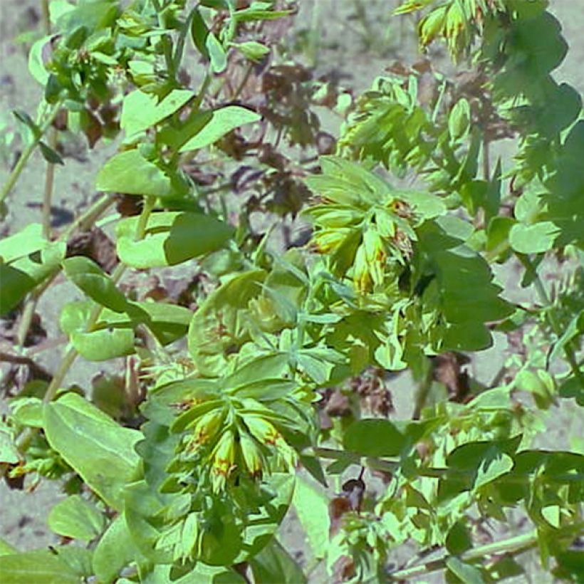 Cerinthe glabra - Cérinthe glabre (Port)