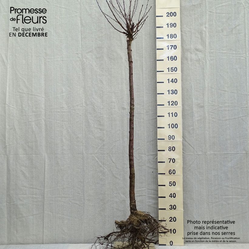 Spécimen de Cerisier Anglaise Hâtive - Prunus cerasus Demi-tige en racines nues tel que livré en hiver