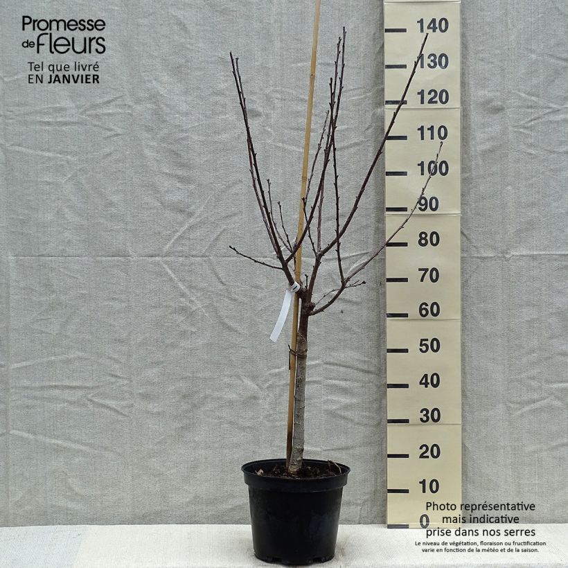 Spécimen de Cerisier Anglaise Hâtive - Prunus cerasus tel que livré en hiver