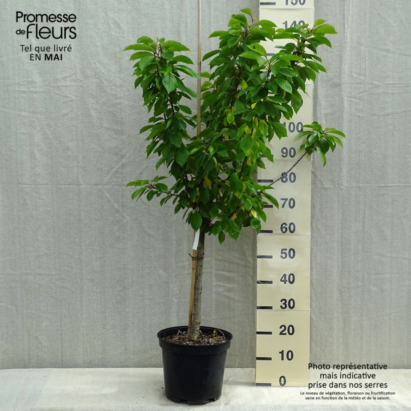 Spécimen de Cerisier Anglaise Hâtive - Prunus cerasus Gobelet en pot de 7,5l/10l tel que livré au printemps