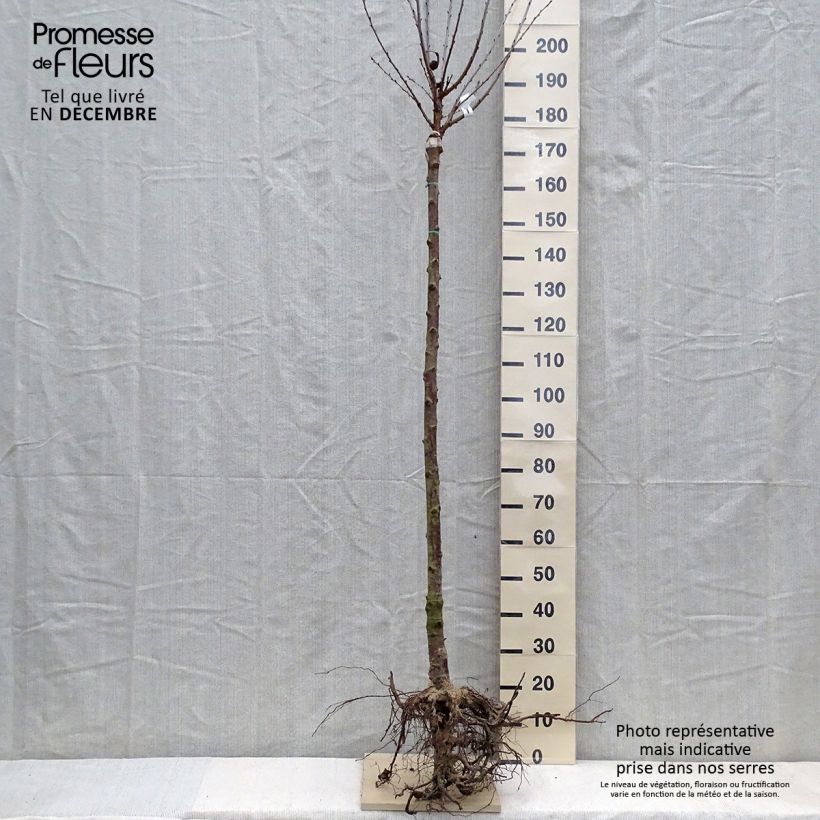 Spécimen de Cerisier Anglaise Hâtive - Prunus cerasus tel que livré en hiver