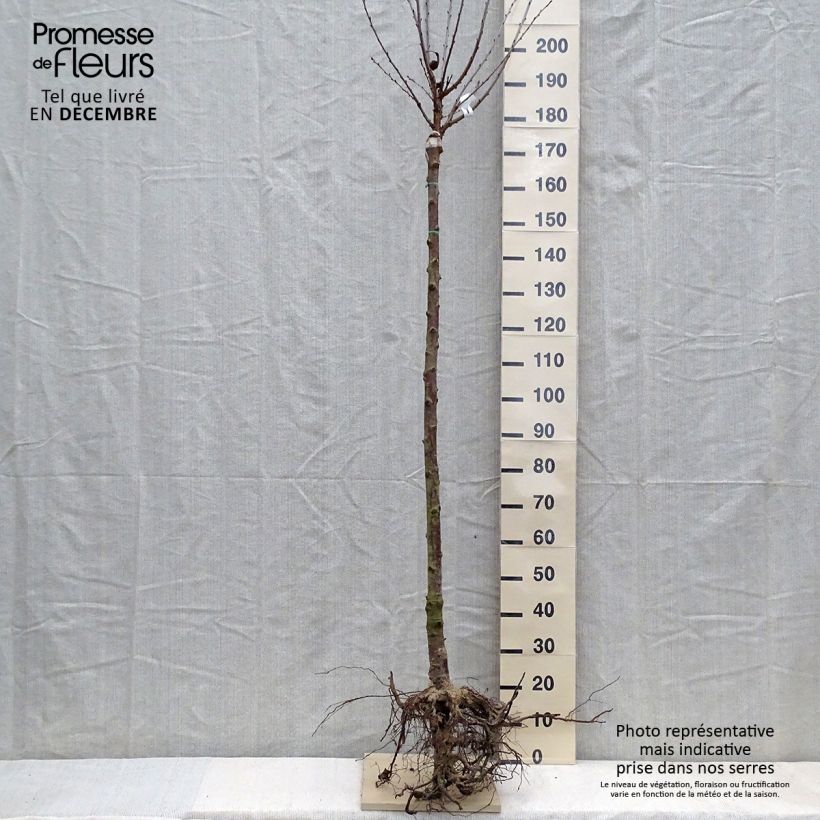 Spécimen de Cerisier Anglaise Hâtive - Prunus cerasus gobelet en racines nues tel que livré en hiver