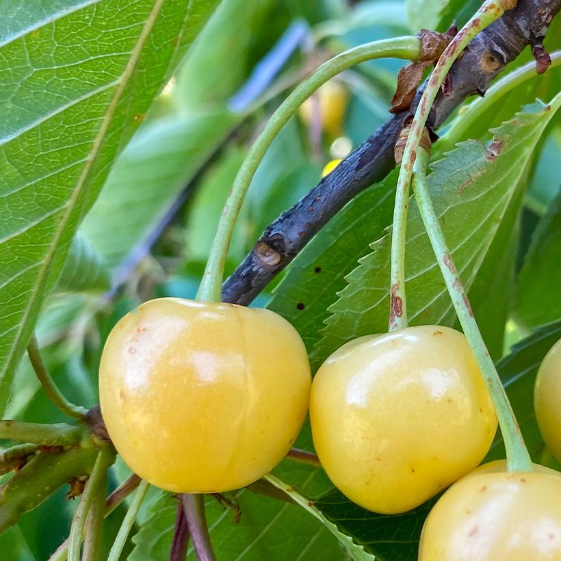 Cerisier Bigarreau Blanc ou Trompe Geai Bio (Récolte)