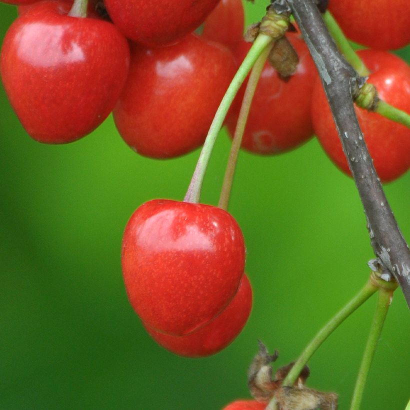 Cerisier Bigarreau Lapins  (Récolte)