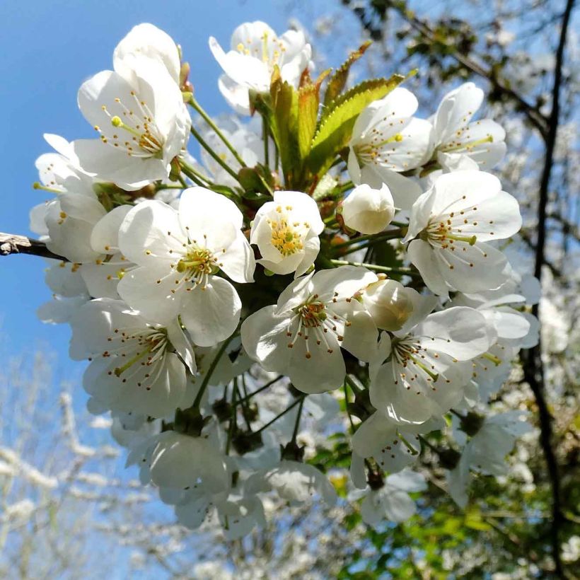 Cerisier Bigarreau Moreau Bio (Floraison)
