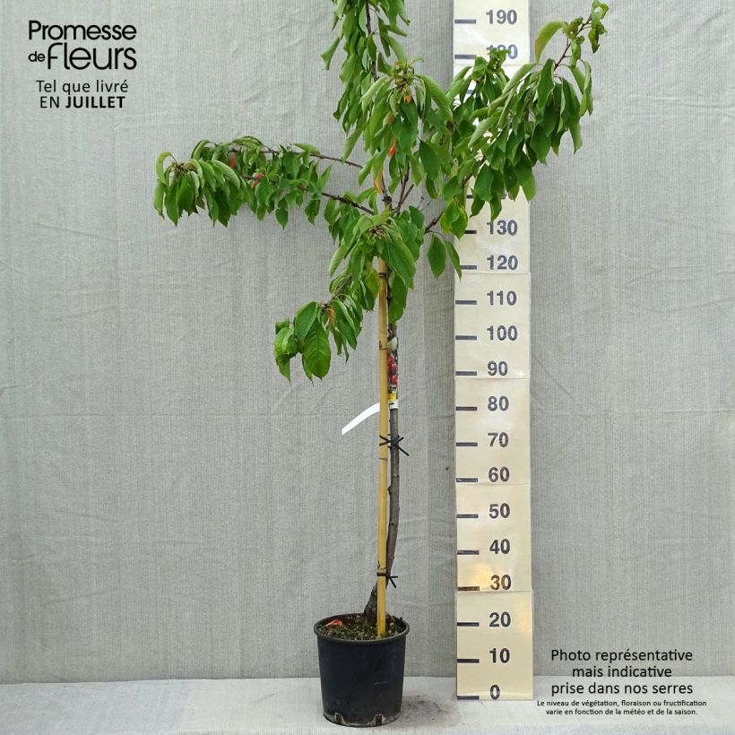 Spécimen de Cerisier Bigarreau Moreau - Prunus avium Pot de 7,5L/10L, Demi-Tige tel que livré en été