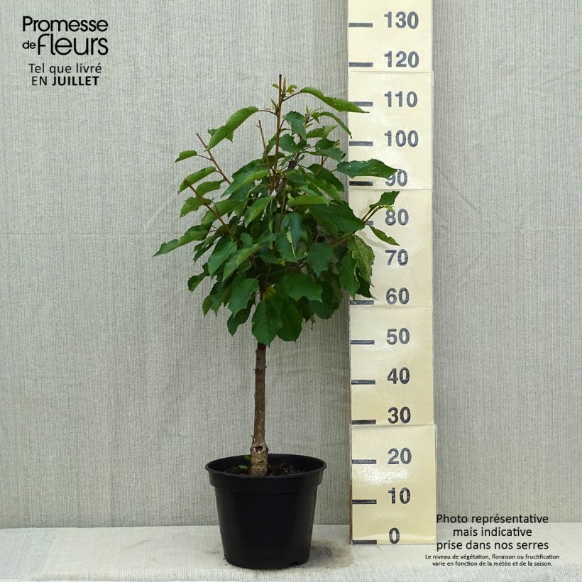Spécimen de Cerisier Bigarreau Moreau - Prunus avium Pot de 7,5L/10L, Gobelet tel que livré en été