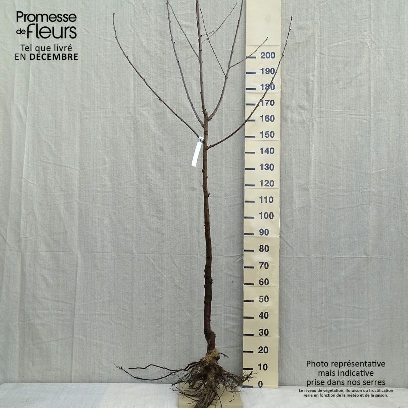 Spécimen de Cerisier Bigarreau Noir tel que livré en hiver