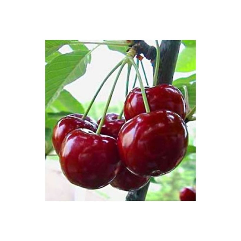 Cerisier Bigarreau Reverchon Bio (Récolte)
