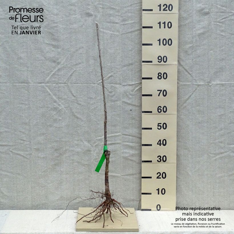 Spécimen de Cerisier Bigarreau Summit Bio tel que livré en hiver