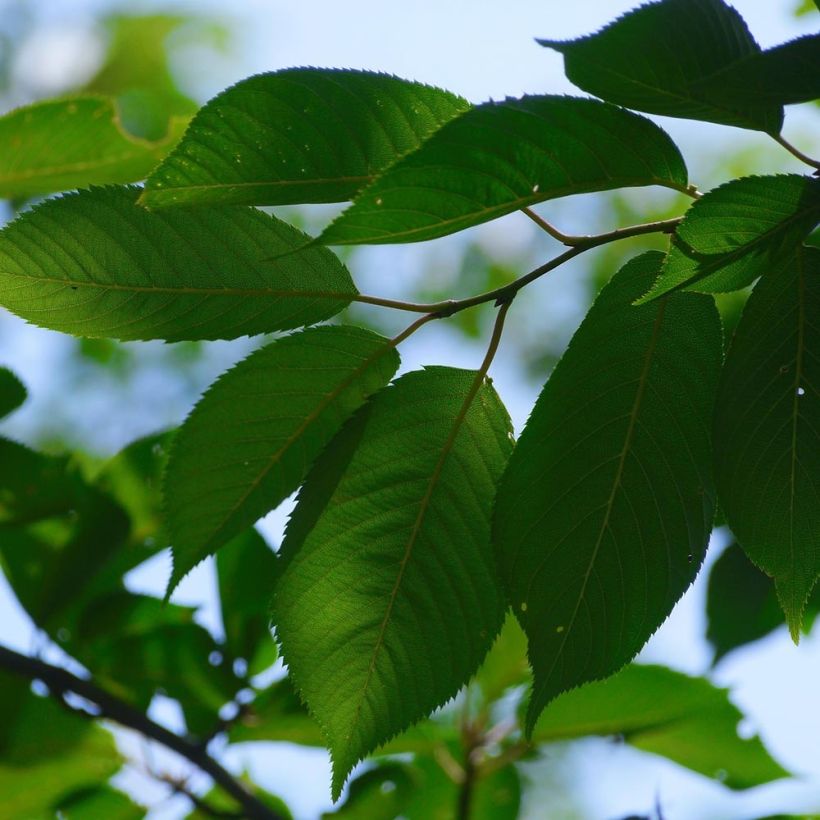 Cerisier Bigarreau Sunburst - Prunus cerasus (Feuillage)