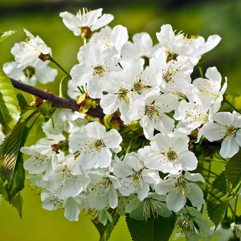Cerisier Bigarreau Sunburst - Prunus cerasus (Floraison)