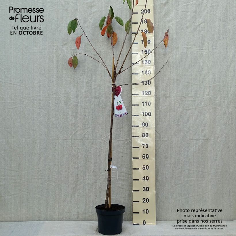 Spécimen de Cerisier Bigarreau Sunburst - Prunus cerasus Pot de 7,5L/10L, Demi-Tige tel que livré en automne