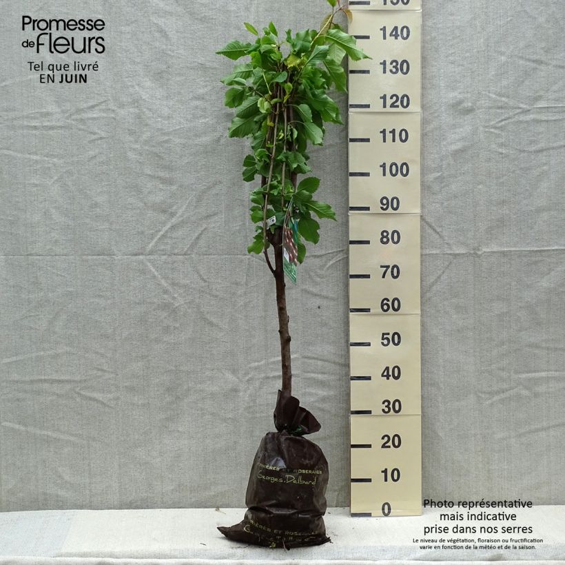 Spécimen de Cerisier Bigarreau Sunburst - Prunus cerasus Gobelet en motte pret-a-planter tel que livré au printemps