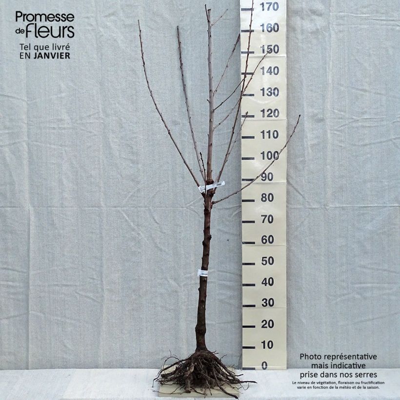 Spécimen de Cerisier Bigarreau Sunburst - Prunus cerasus Gobelet en racines nues tel que livré en hiver
