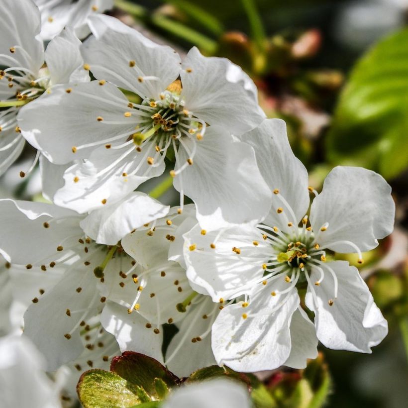 Cerisier Bigarreau Tardif de Vignola - Prunus cerasus (Floraison)