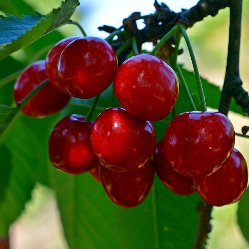 Cerisier Bigarreau Tardif de Vignola - Prunus cerasus (Récolte)