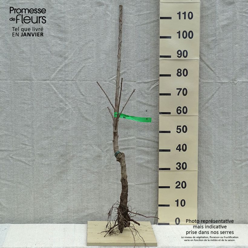 Spécimen de Cerisier Bigarreau Van Bio tel que livré en hiver