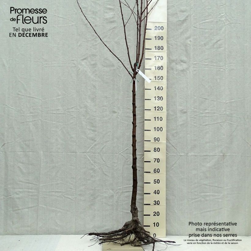 Spécimen de Cerisier Bigarreau Van tel que livré en hiver