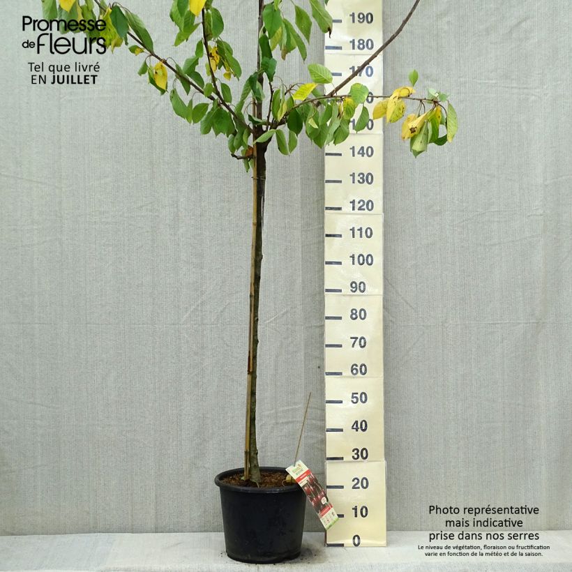 Spécimen de Cerisier Early Rivers Pot de 7,5L/10L, Demi-Tige tel que livré en été