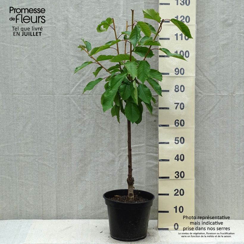 Spécimen de Cerisier Early Rivers Pot de 7,5L/10L, Gobelet tel que livré en été