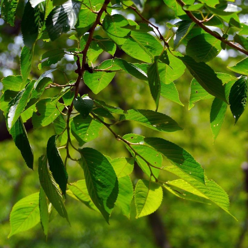 Cerisier Griotte du Nord - Prunus cerasus (Feuillage)