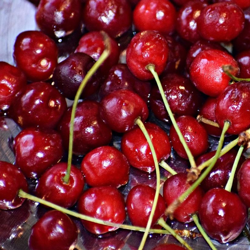 Cerisier Griotte du Nord - Prunus cerasus (Récolte)