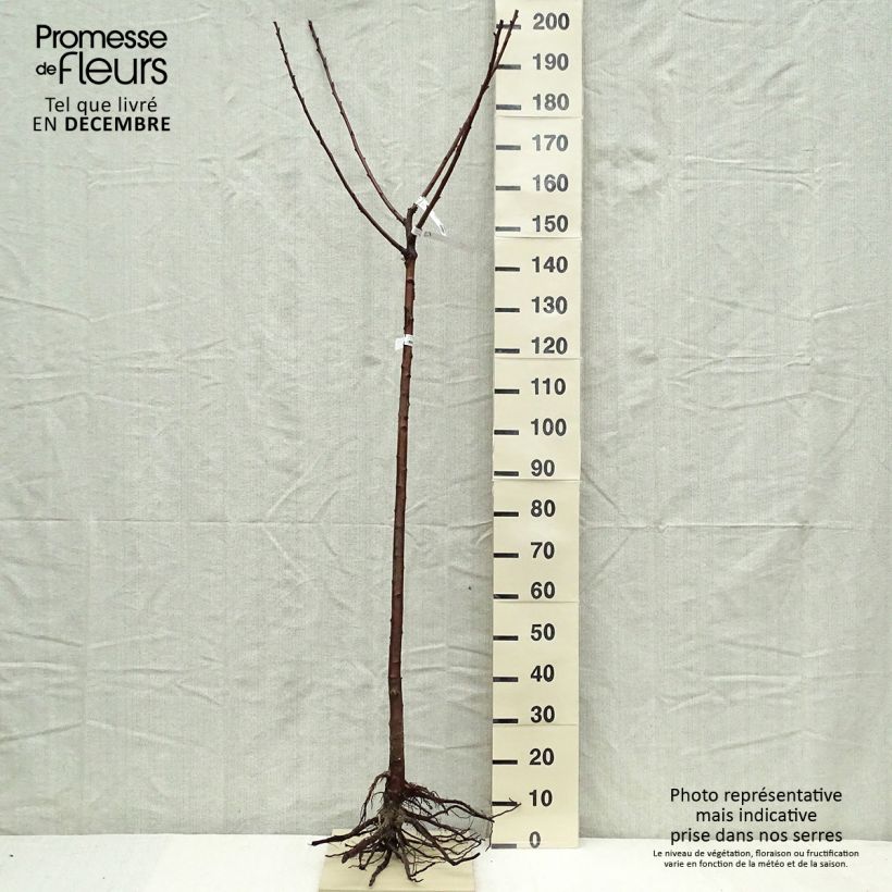 Spécimen de Cerisier Allegria Delbard - Prunus cerasus  Grandes Racines nues, Demi-TigeHauteur livrée env. 200/220cm tel que livré en hiver