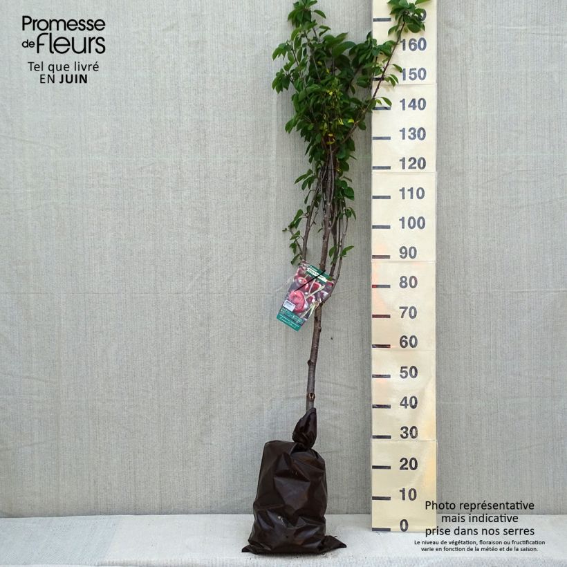Spécimen de Cerisier Allegria Delbard - Prunus cerasus  Motte "Prêt-à-planter", GobeletHauteur livrée env. 110/+cm tel que livré au printemps
