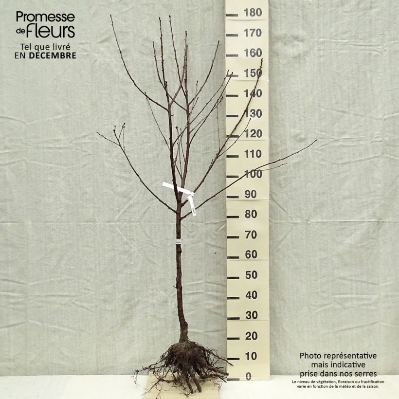 Spécimen de Cerisier Allegria Delbard - Prunus cerasus  Grandes Racines nues, GobeletHauteur livrée env. 140/160cm tel que livré en hiver