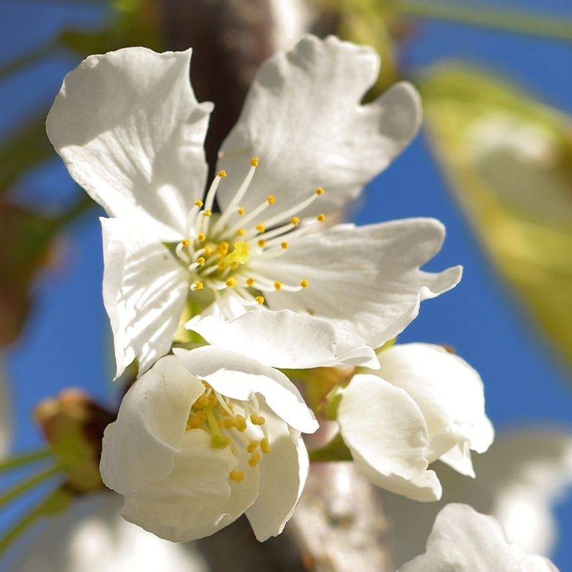 Cerisier Kelleriis 16 - Prunus cerasus (Floraison)