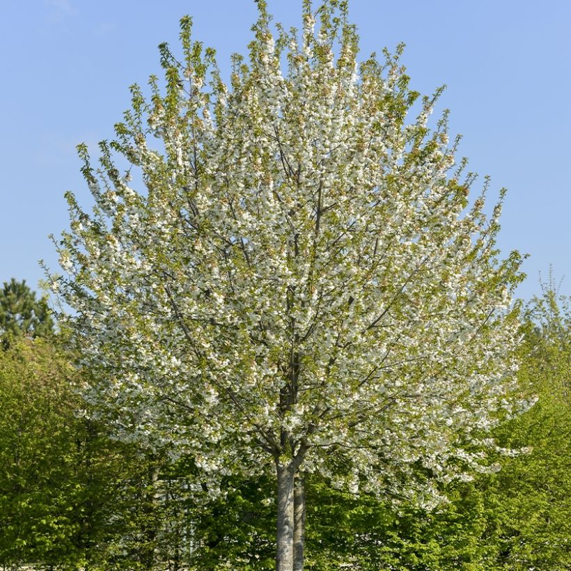 Cerisier Kelleriis 16 - Prunus cerasus (Port)