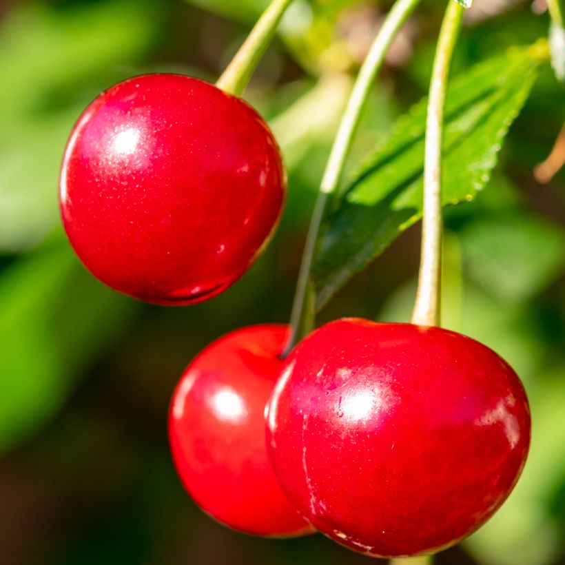 Cerisier nain Maynard - Prunus cerasus (Récolte)