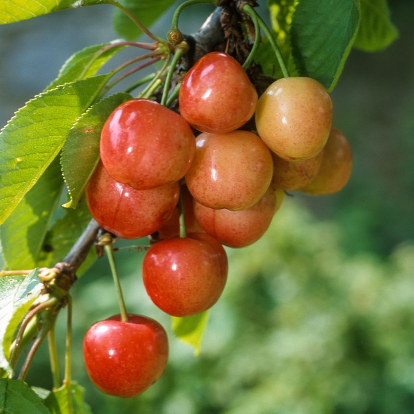 Cerisier Rainier - Prunus cerasus (Récolte)