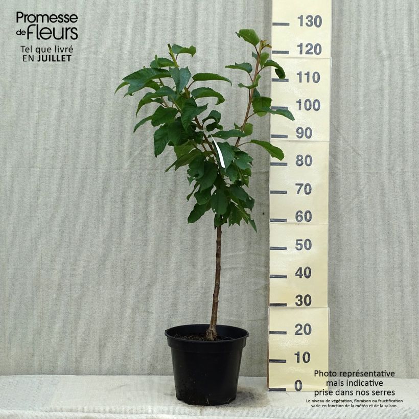 Spécimen de Cerisier Rainier - Prunus cerasus Pot de 7,5L/10L, Gobelet tel que livré en été