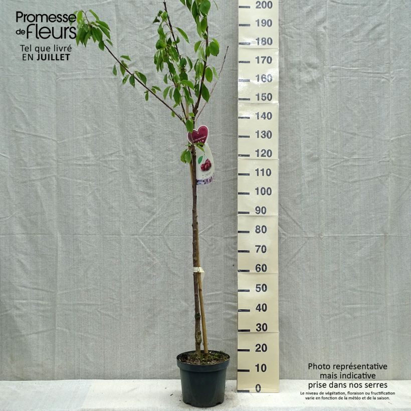 Spécimen de Cerisier Schneiders Späte Knorpelkirsche - Prunus avium  Pot de 7,5L/10L, Demi-Tige tel que livré en été