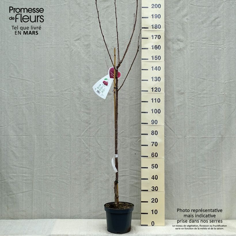 Spécimen de Cerisier Schneiders Späte Knorpelkirsche - Prunus avium Demi-tige en pot de 7,5l/10l tel que livré au printemps