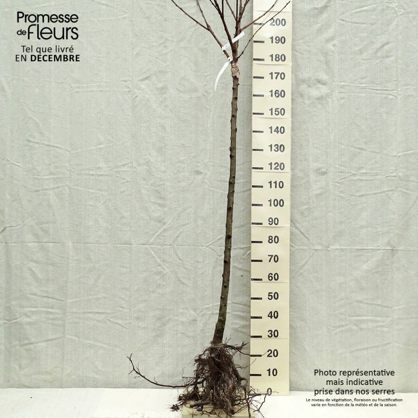 Spécimen de Cerisier Schneiders Späte Knorpelkirsche - Prunus avium  tel que livré en hiver