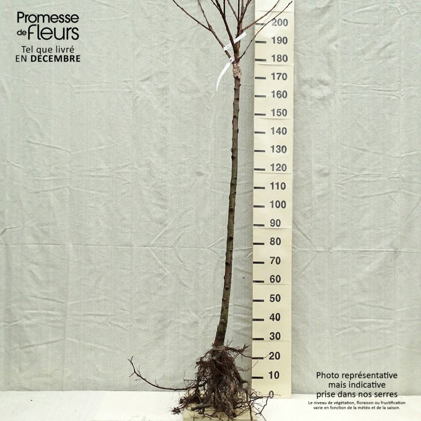 Spécimen de Cerisier Schneiders Späte Knorpelkirsche - Prunus avium Demi-tige en racines nues tel que livré en hiver