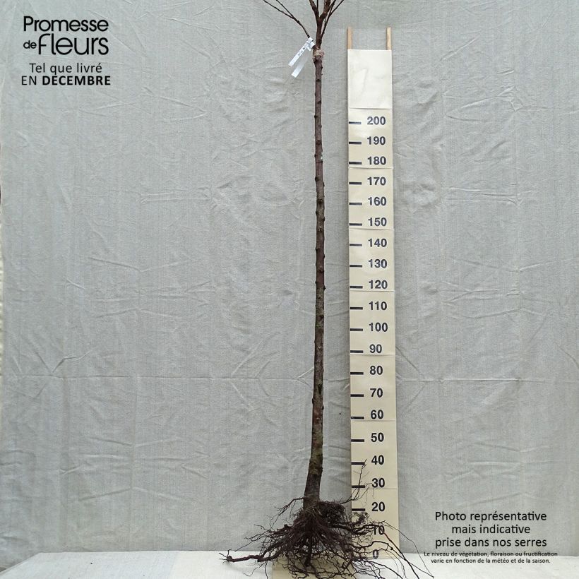 Spécimen de Cerisier Schneiders Späte Knorpelkirsche - Prunus avium Gobelet en racines nues tel que livré en hiver