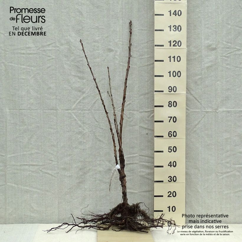 Spécimen de Cerisier Schneiders Späte Knorpelkirsche - Prunus avium Haute-tige en racines nues tel que livré en hiver