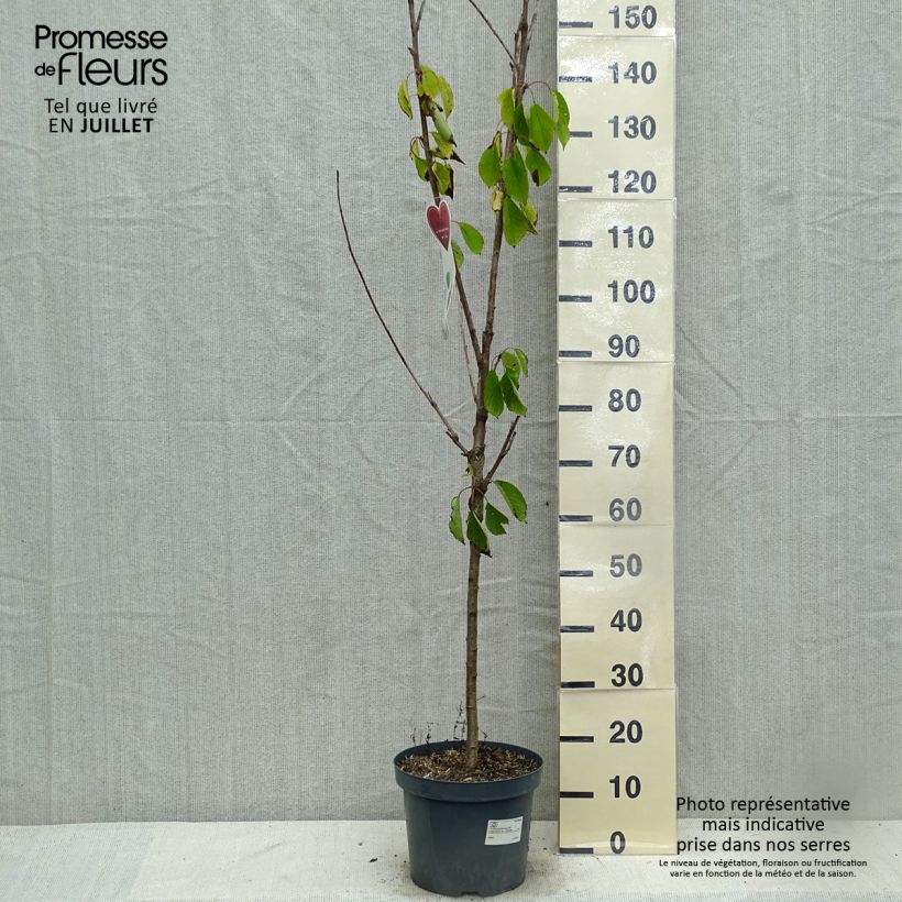 Spécimen de Cerisier Schneiders Späte Knorpelkirsche - Prunus avium  Pot de 7,5L/10L, Gobelet tel que livré en été