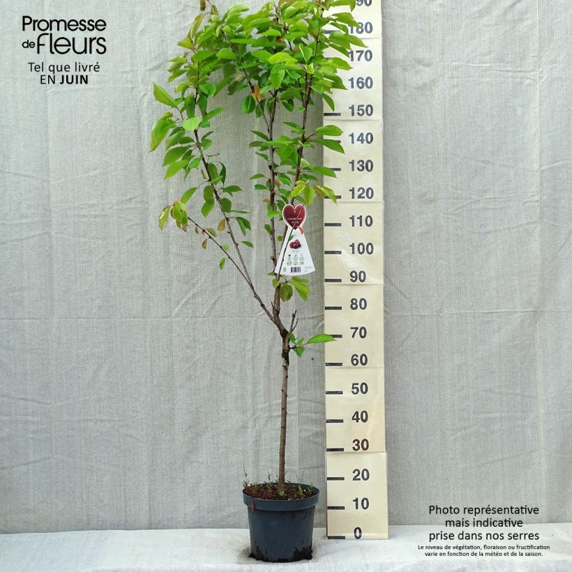 Spécimen de Cerisier Schneiders Späte Knorpelkirsche - Prunus avium  tel que livré au printemps