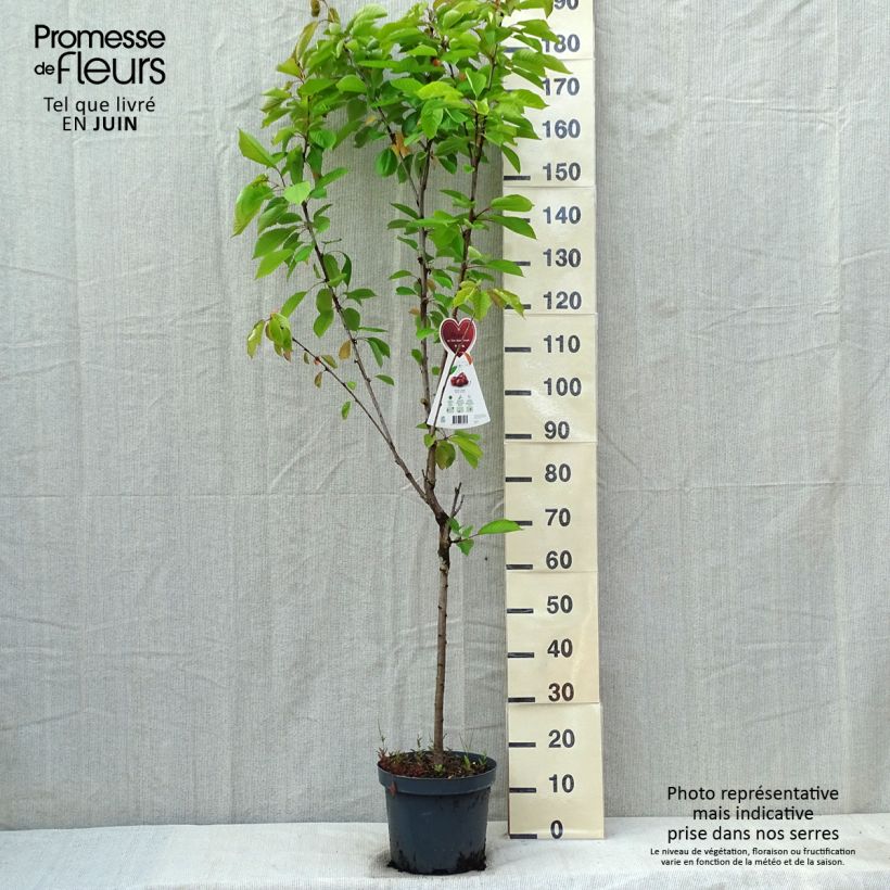 Spécimen de Cerisier Schneiders Späte Knorpelkirsche - Prunus avium en pot de 7.5L gobelet tel que livré au printemps