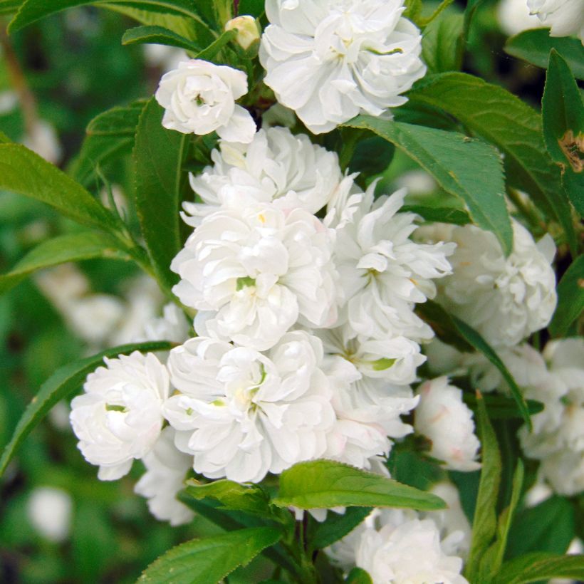 Cerisier à fleur - Prunus glandulosa Alba Plena (Floraison)