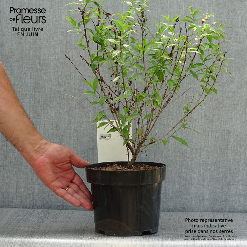 Spécimen de Cerisier à fleur - Prunus glandulosa Alba Plena Pot de 2L/3L tel que livré en été