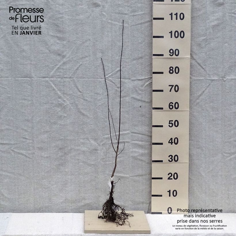 Spécimen de Cerisier à fleurs - Prunier myrobolan - Prunus cerasifera tel que livré en hiver